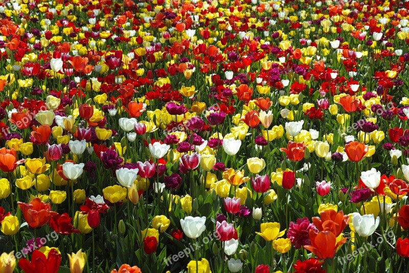 Flower Tulips Beautiful Flowers Nature