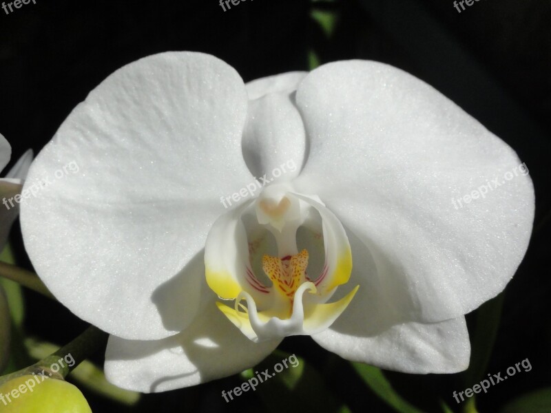 Flower Orchid Phalaenopsis White Orchid Free Photos