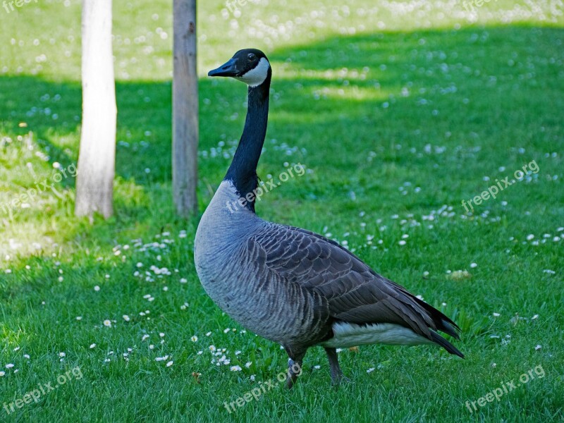 Canada Goose Goose Branta Canadensis Canada Geese