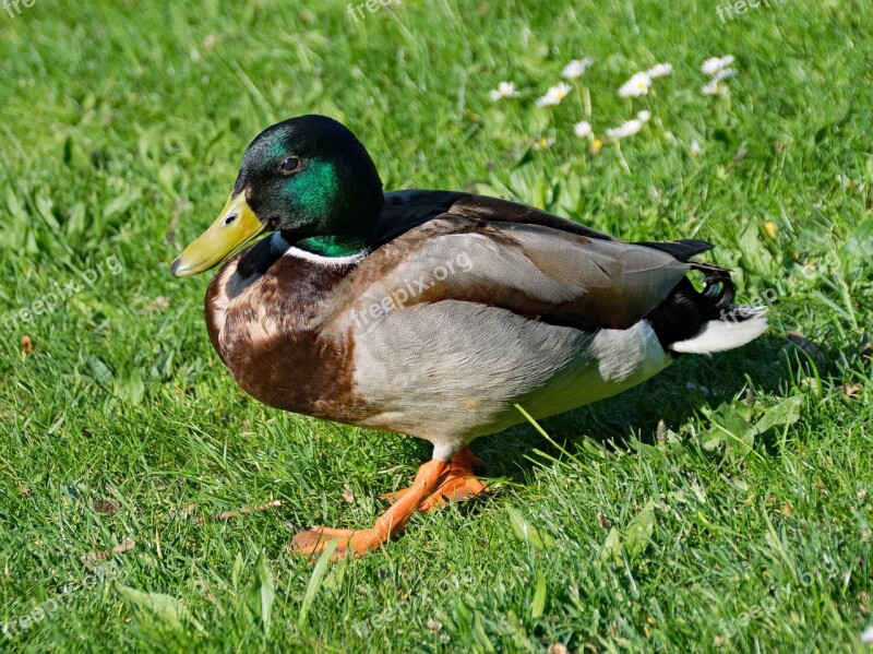 Mallard Duck Anas Platyrhynchos Bird