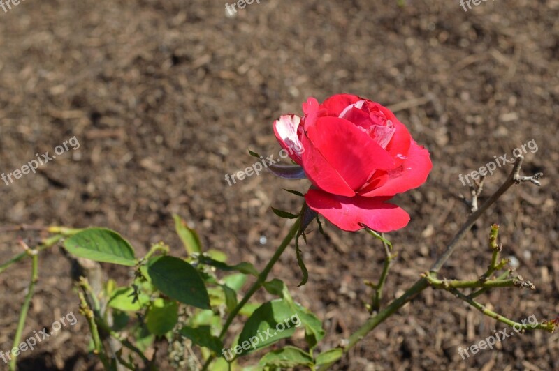 Rosa Flower Color Pink Free Photos