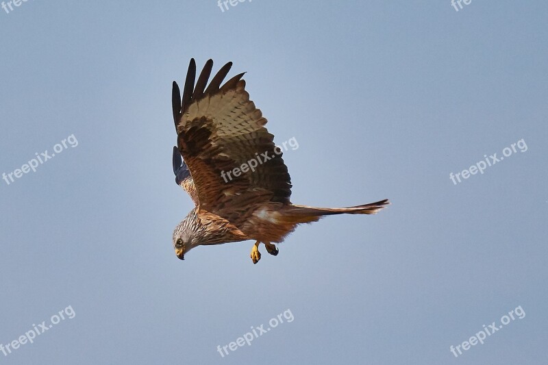 Milan Raptor Air Bird Bird Of Prey