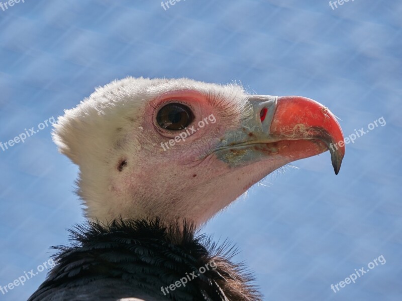 Vulture Bird Scavengers Bird Of Prey Animal