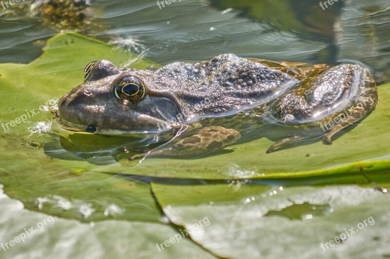 Amphibian Frog Water Frog Tree Frog Pond