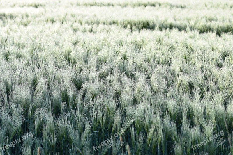 Arable Cereals Field Nature Vision