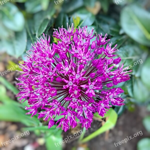 Ornamental Onion Allium Blossom Bloom Ornamental Plant