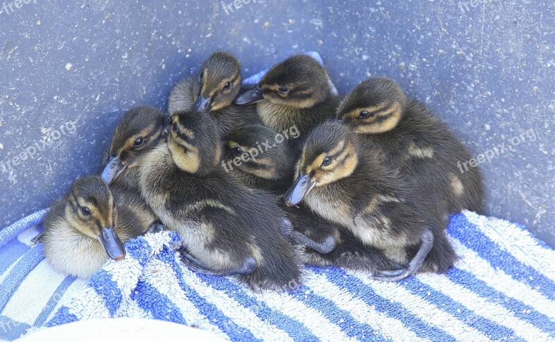 Duck Petit Baby Birth Animals