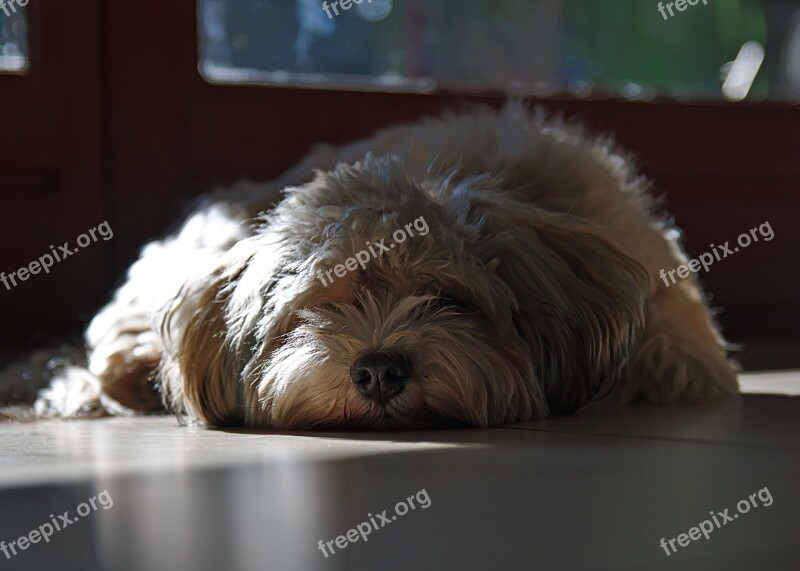 Dog Havanese Bored Free Photos