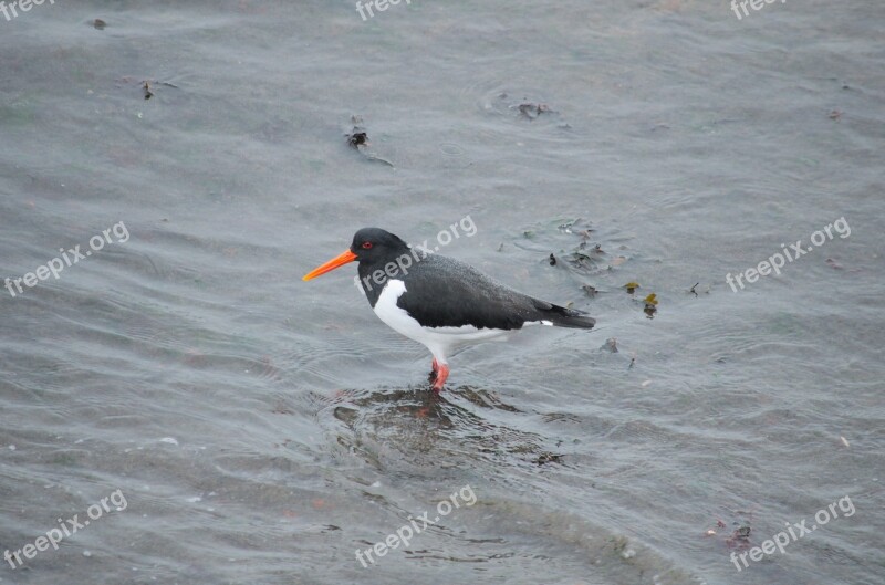 Oystercatcher Bird Fauna Nature Ornithology