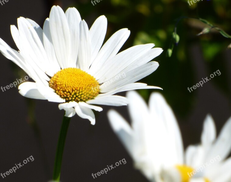 Flower Marguerite Field Garden Nature