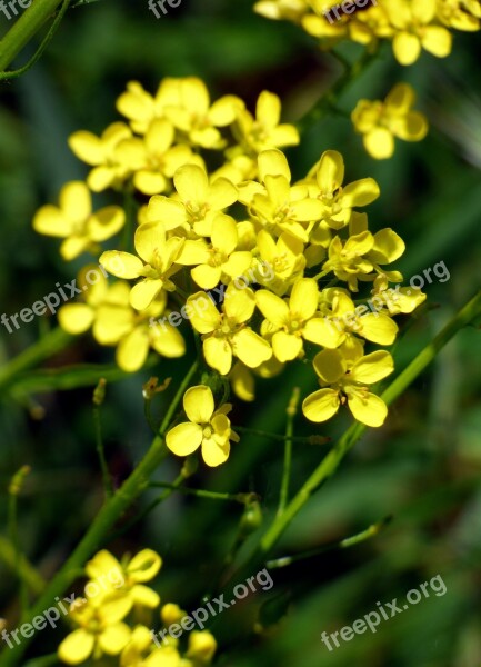 Flower Yellow Rapeseed Petal Nature