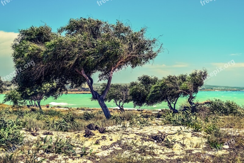 Trees Dunes Seaside Nature Landscape