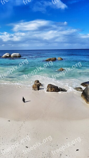 Beach Sea Penguin South Africa Cape Town