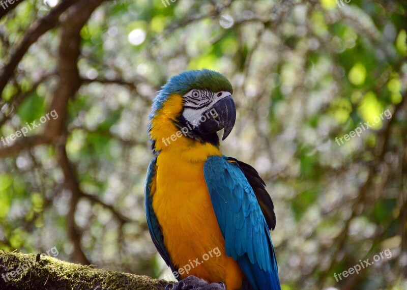 Ara Parrot Colorful Yellow Yellow Breast