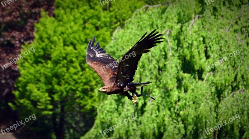 Adler Bird Raptor Flying Bird Of Prey