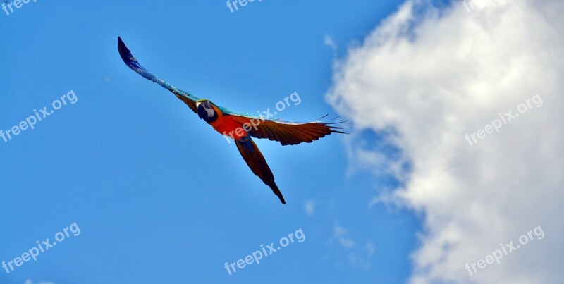 Ara Parrot Flying Bird Colorful