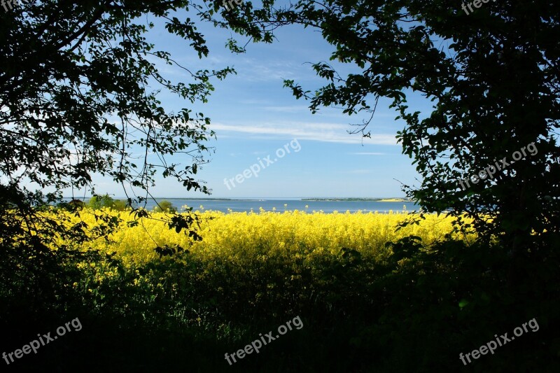 Mark Yellow Natural Denmark Oilseed Rape