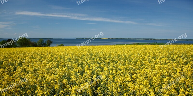 Mark Yellow Natural Denmark Oilseed Rape