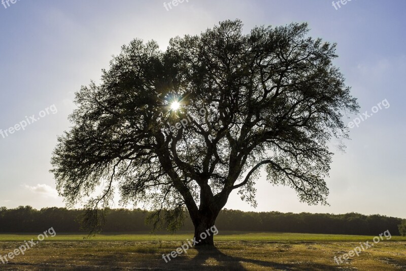 Tree Sun Stream Trees Nature