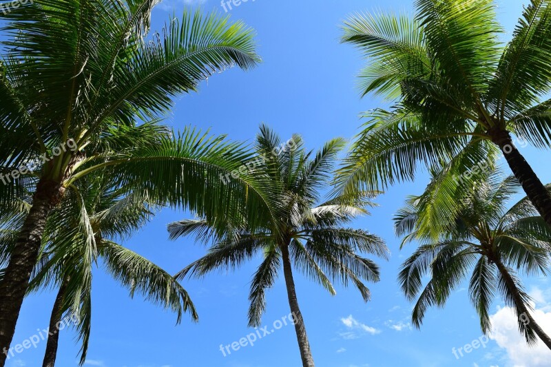 Palm Trees Sea Beach Sunshine Blue Sky