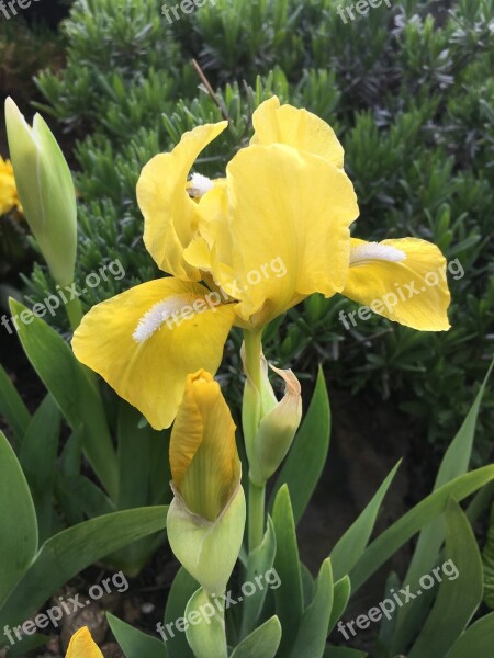 Iris Flower Yellow Plant Flowering