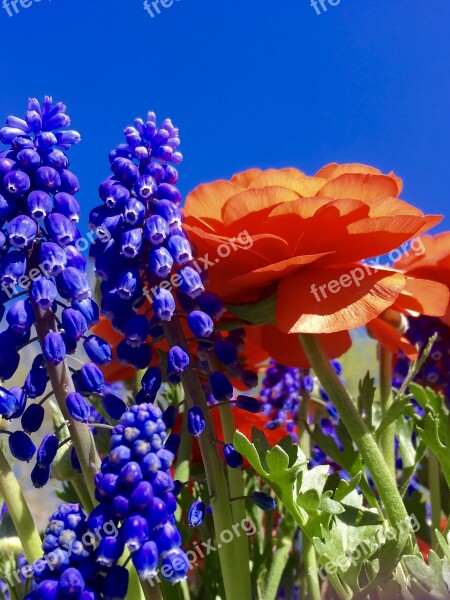 Flowers Spring Bulb Orange Garden