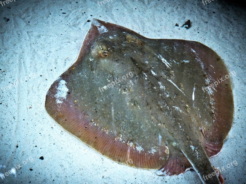 Stingray Ocean Sea Bottom Fish