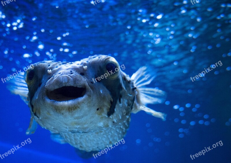 Blowfish Sea Ocean Underwater Marine