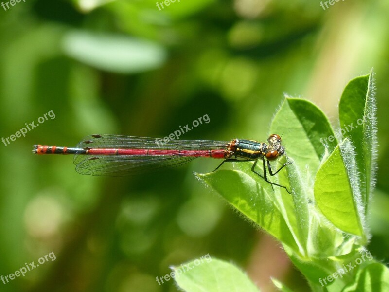 Dragonfly Leaf Red Dragonfly Flying Insect Pyrrhosoma Nymphula