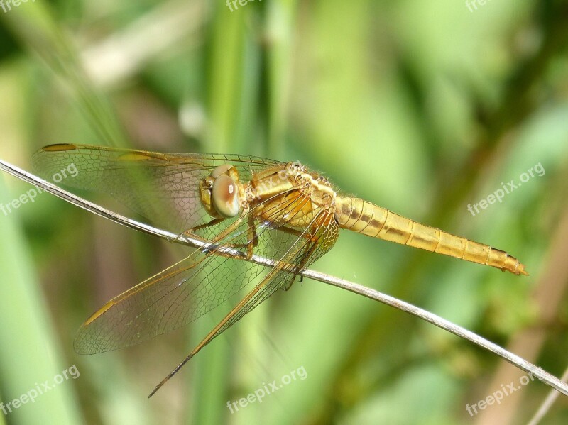 Golden Dragonfly Sympetrum Meridionale Stem Wetland Free Photos