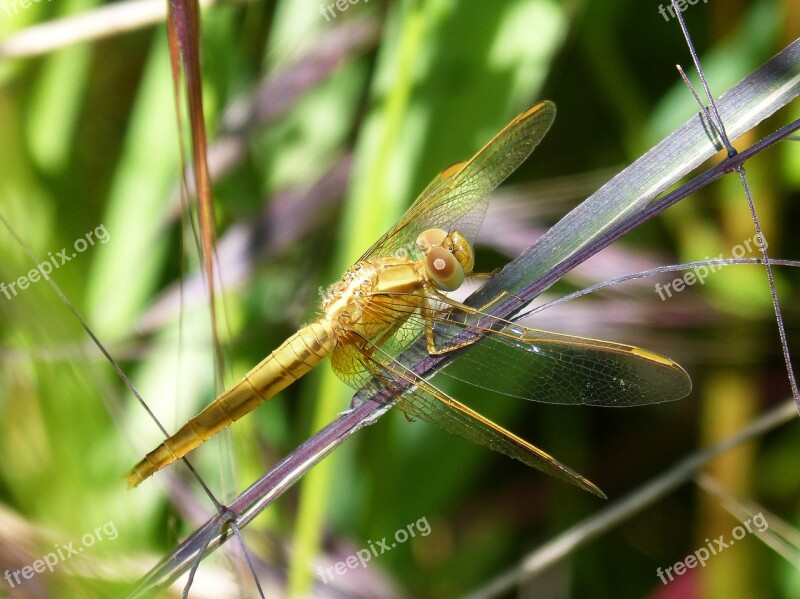 Golden Dragonfly Sympetrum Meridionale Leaf Wetland Free Photos