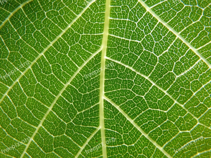 Leaf Nerves Detail Fig Tree Ramifications