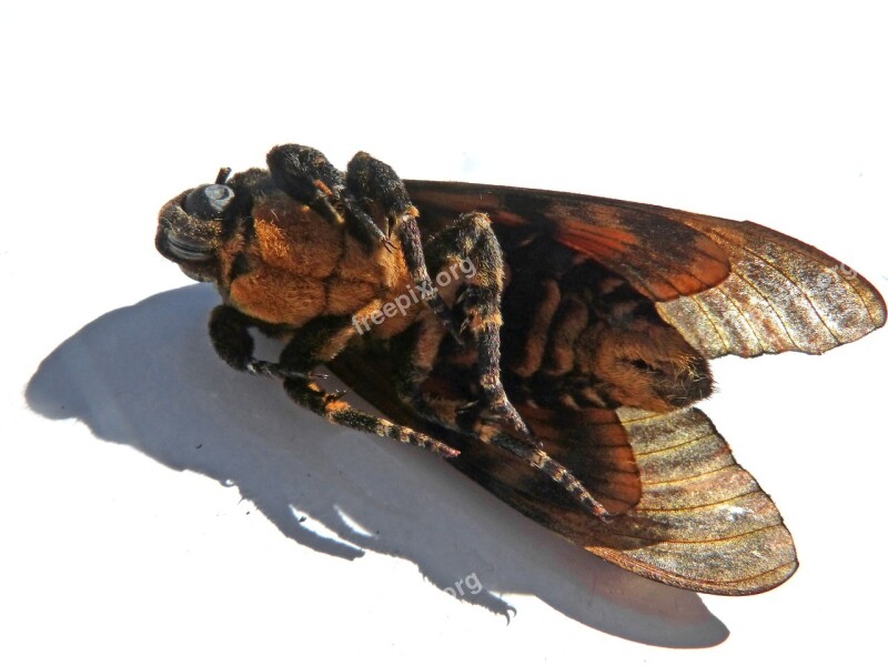 Night Butterfly Detail Acherontia Atropos Sphinx Of The Skull Sphinx Of The Death