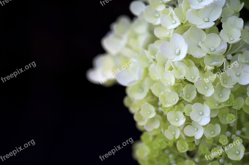 Hydrangea Plants Nature Forest Flowers