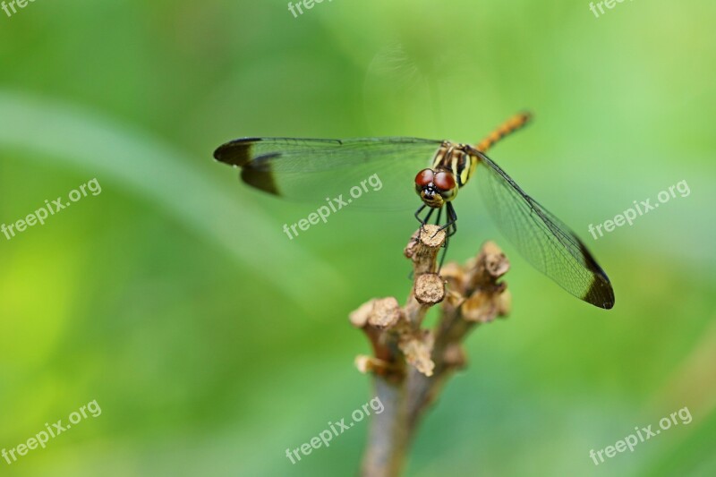 Nature Forest Insects Dragonfly Landscape