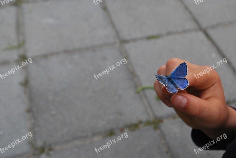 Butterfly Hand Finger Blue Background