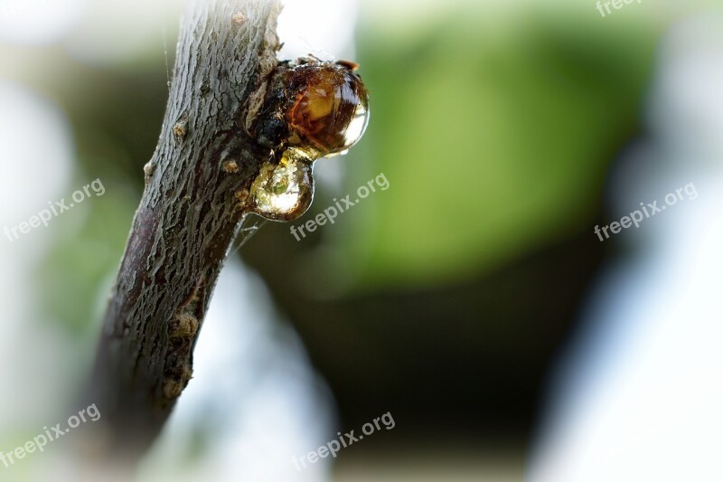 Tree Branch Nature Macro Bud