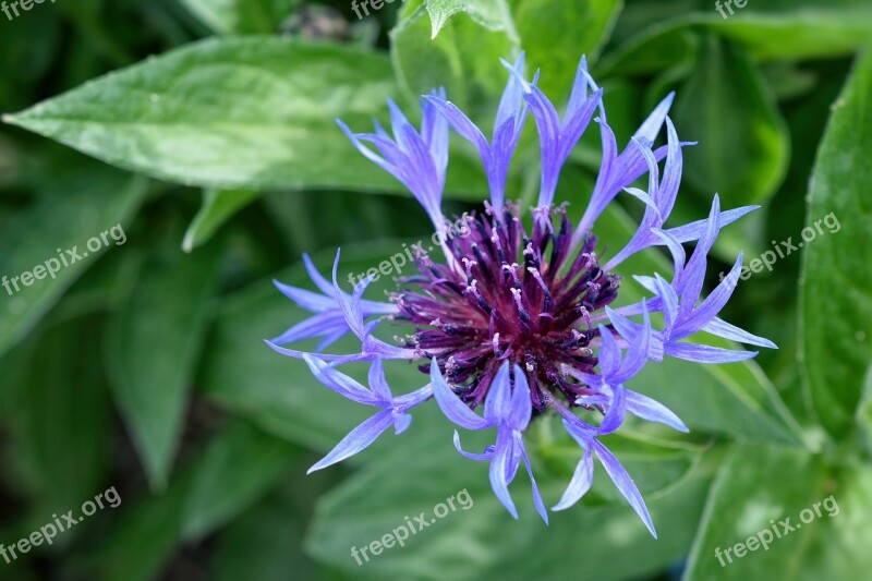 Cornflower Blue Garden Flower Spring