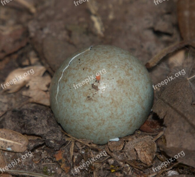 Amselei Bird Nest Egg Free Photos