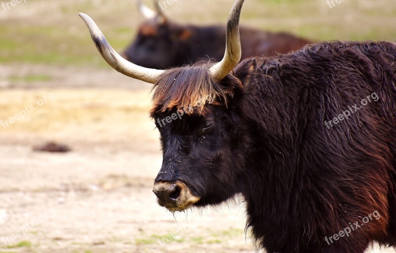 Aurochs Beef Cattle Horns Animal Portrait