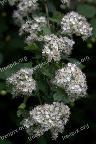 Flower White Spring Tree Casey