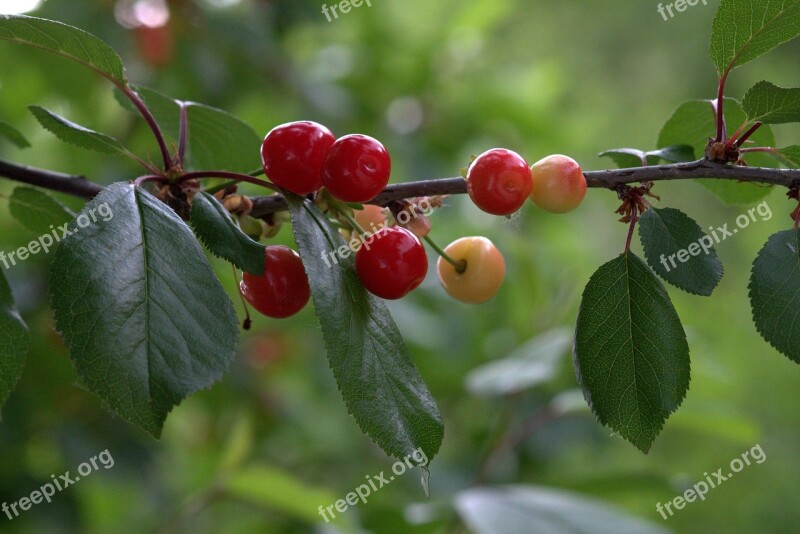 Cherries Casey Red Fruit Free Photos