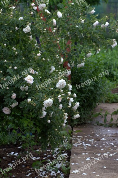 Rose White Bush Petals Message