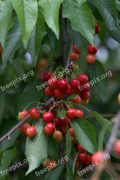 Cherries Casey Red Fruit Free Photos