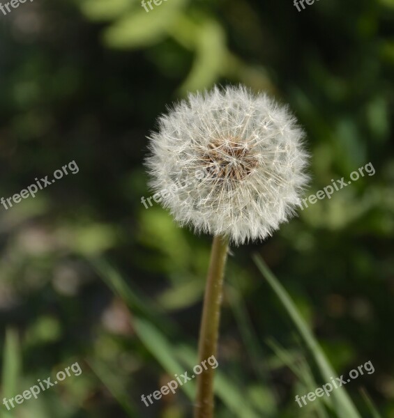 Dandelion Weeds Wild Plant Seed Position