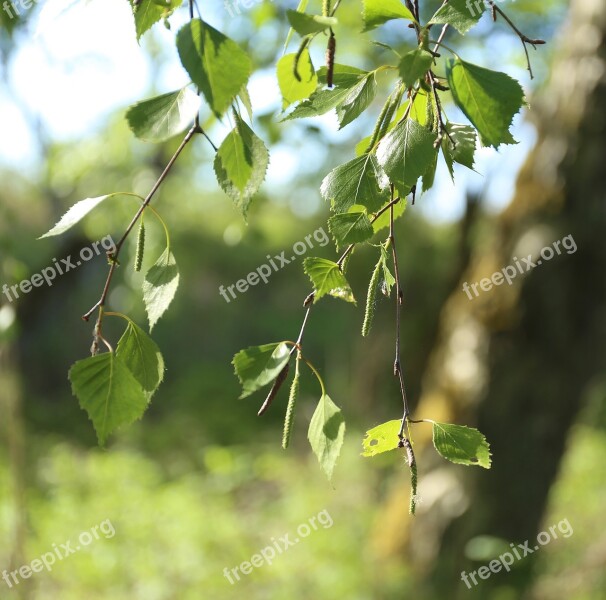 Birch Leaf Tree Björkhänge Summer