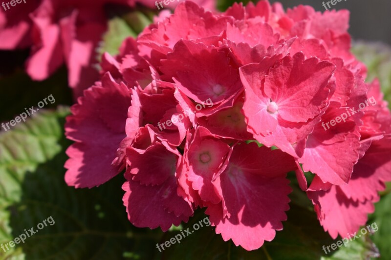 Hydrangeas Flowers Spring Garden Free Photos