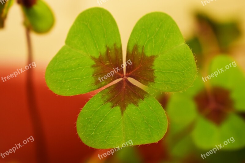 Clover Plant Nature Free Photos