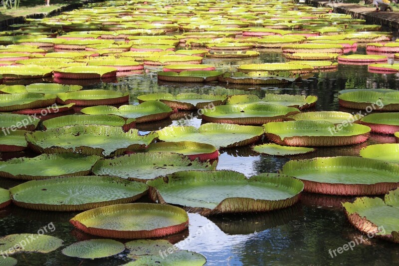 Mauritius Aquatic Plant Water Lily Free Photos