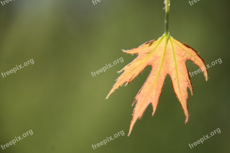 Leaf Spring First Leaves Free Photos